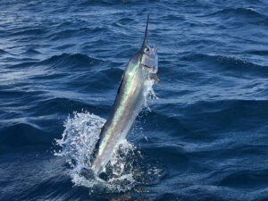 Sailfish jumping