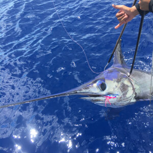 Swordfish gaffed at boat side.