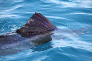 Beautiful sailfish showing its colorful sail on the surface.