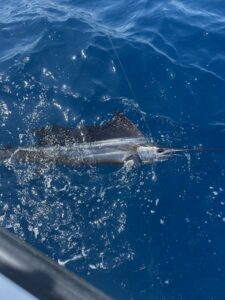 A sailfish about to be released.