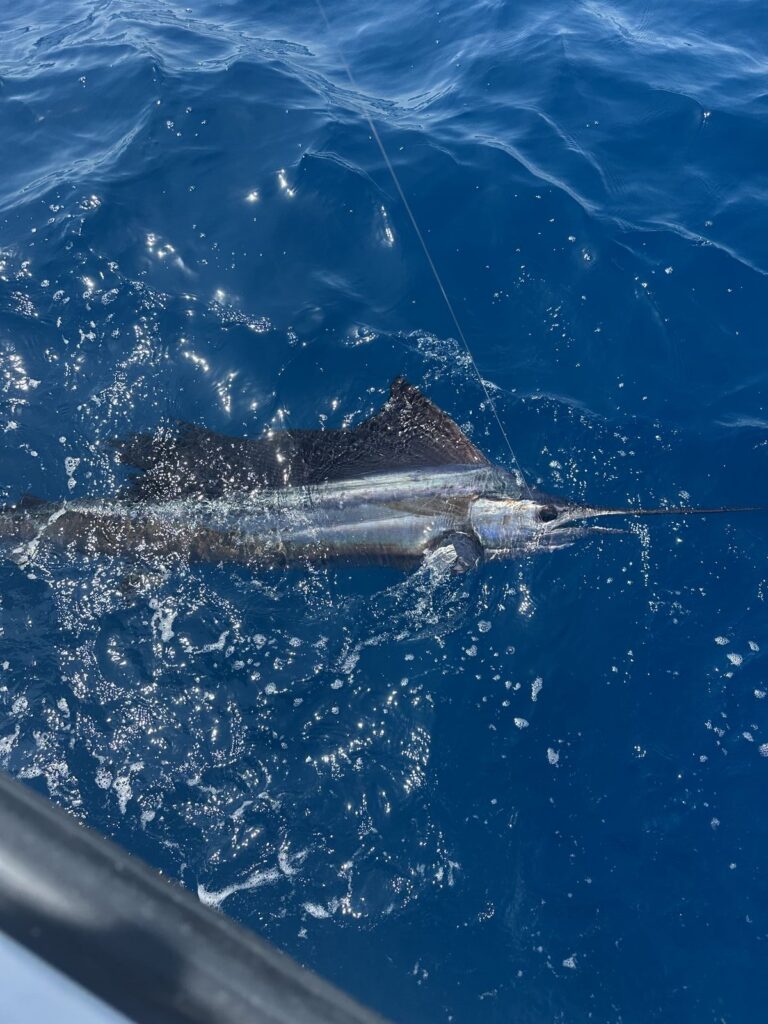 A sailfish about to be released.